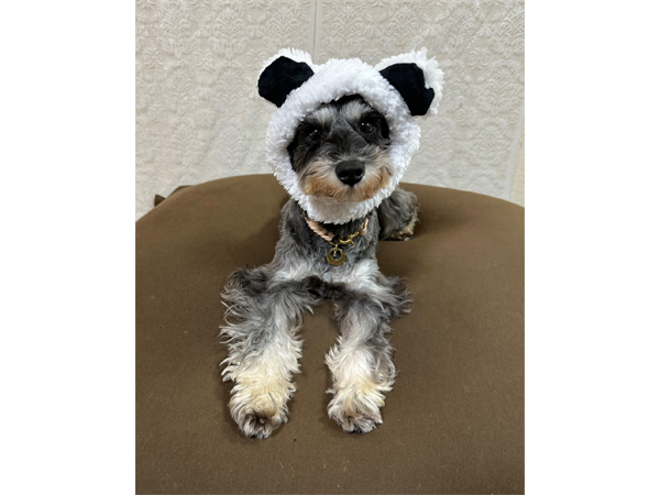 モデル犬卒業後、里親さん宅での様子♪～リアンちゃん～